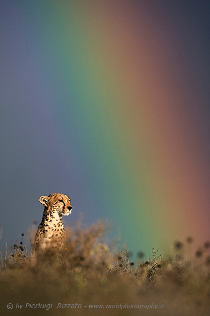 Cheetah-and-rainbowGastone